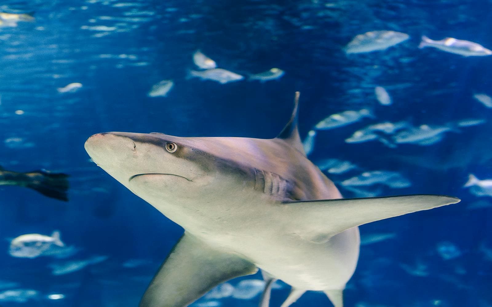 Barcelona Aquarium Schnelleinlass-Tickets - image 4