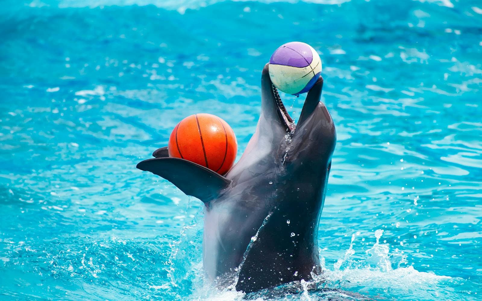 Dubai Dolphinarium: Tickets für die Delfin- und Robbenshow - image 8