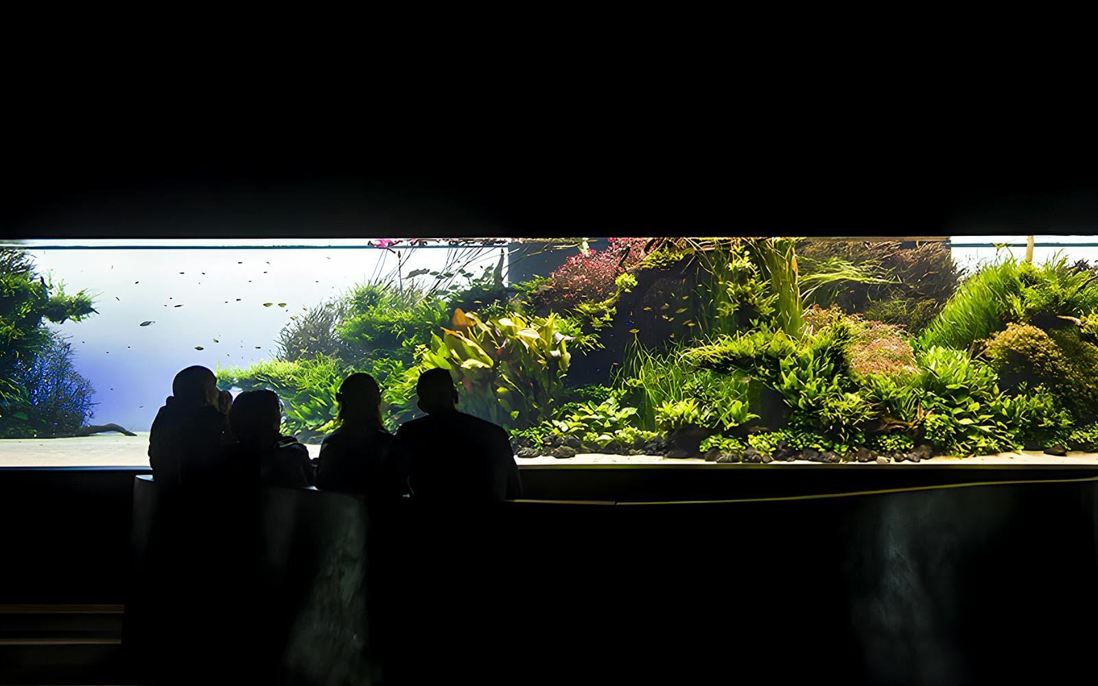 Biglietti per l'Oceanario di Lisbona - image 10