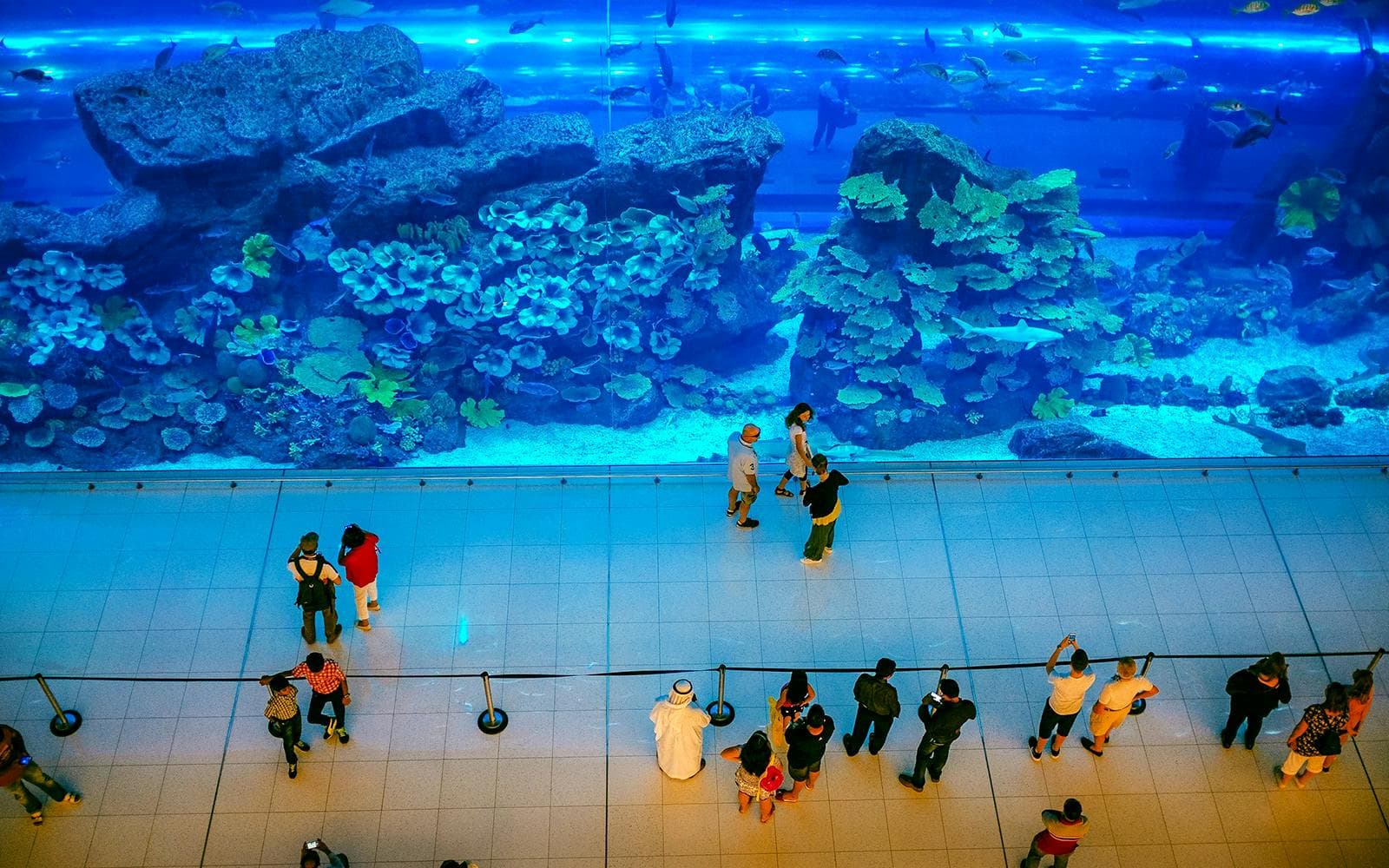 Billets pour l'Aquarium et le zoo sous-marin de Dubaï avec la Baie des pingouins - image 5