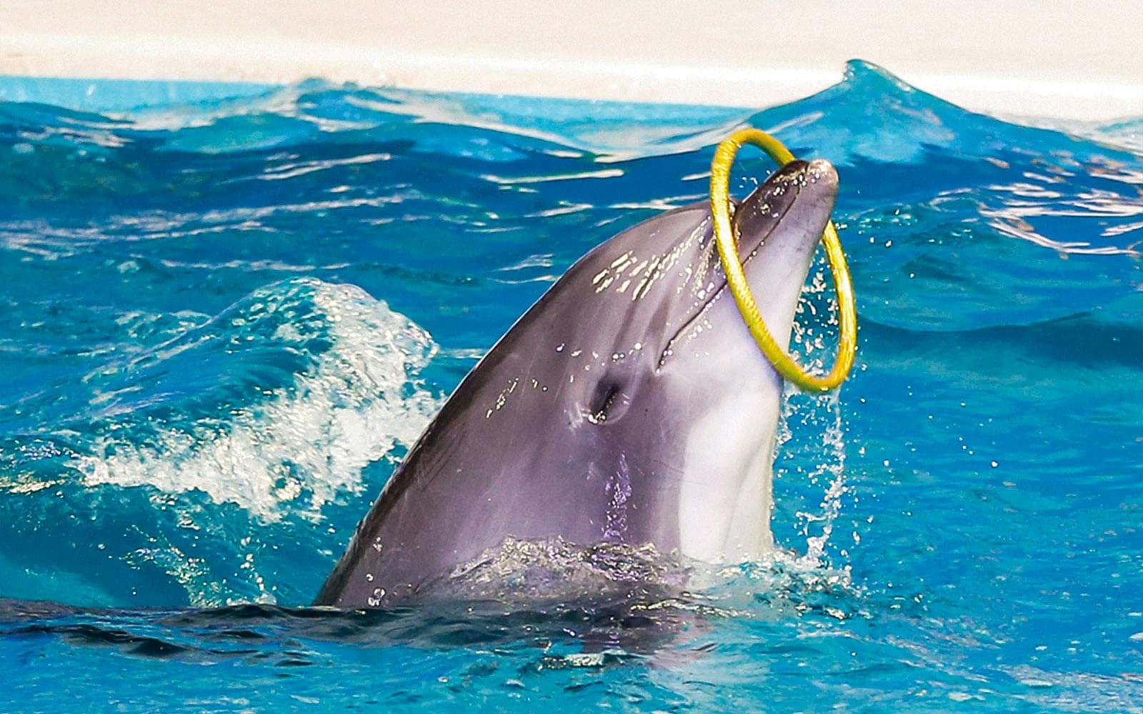 Dubai Dolphinarium: Tickets für die Delfin- und Robbenshow - image 9
