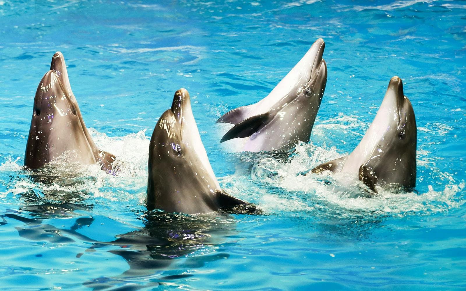 Dubai Dolphinarium: Tickets für die Delfin- und Robbenshow - image 7
