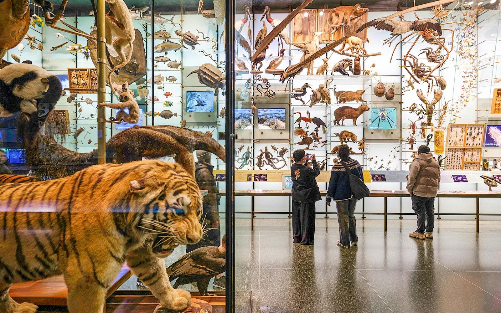 Entradas para el museo estadounidense de historia natural - image 6