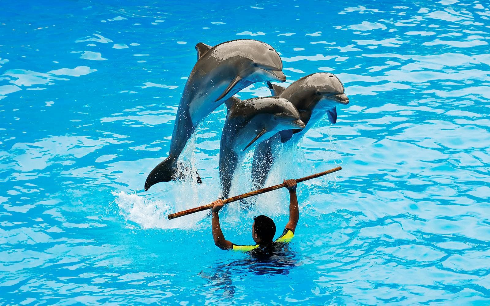 Dubai Dolphinarium: Tickets für die Delfin- und Robbenshow - image 5
