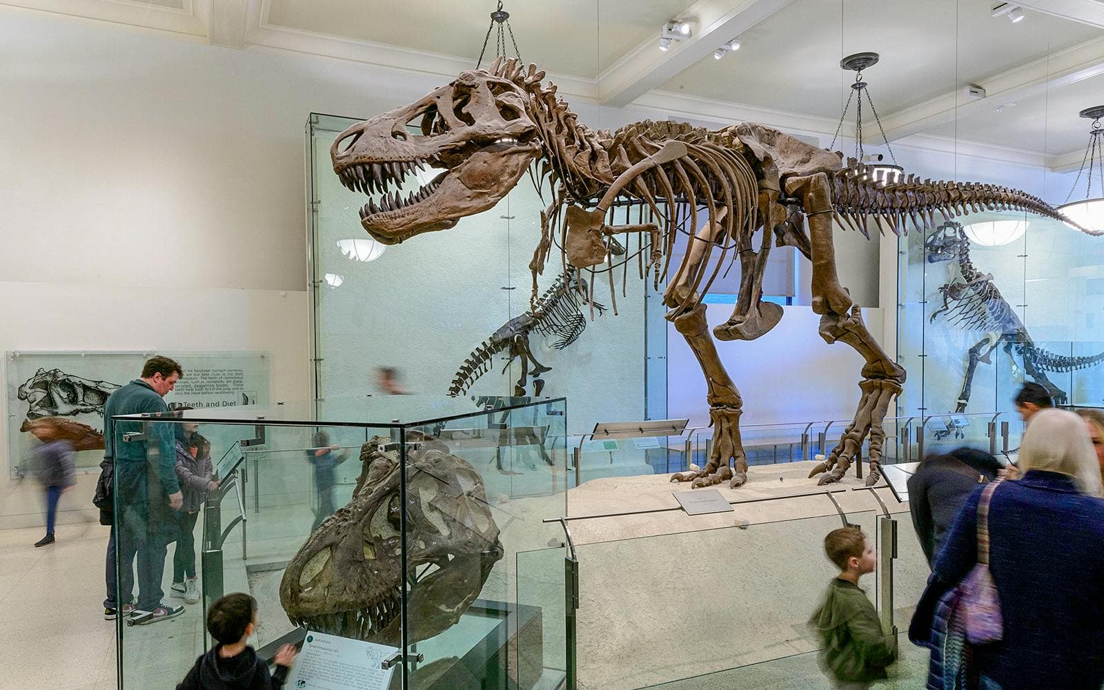 Entradas para el museo estadounidense de historia natural - image 3