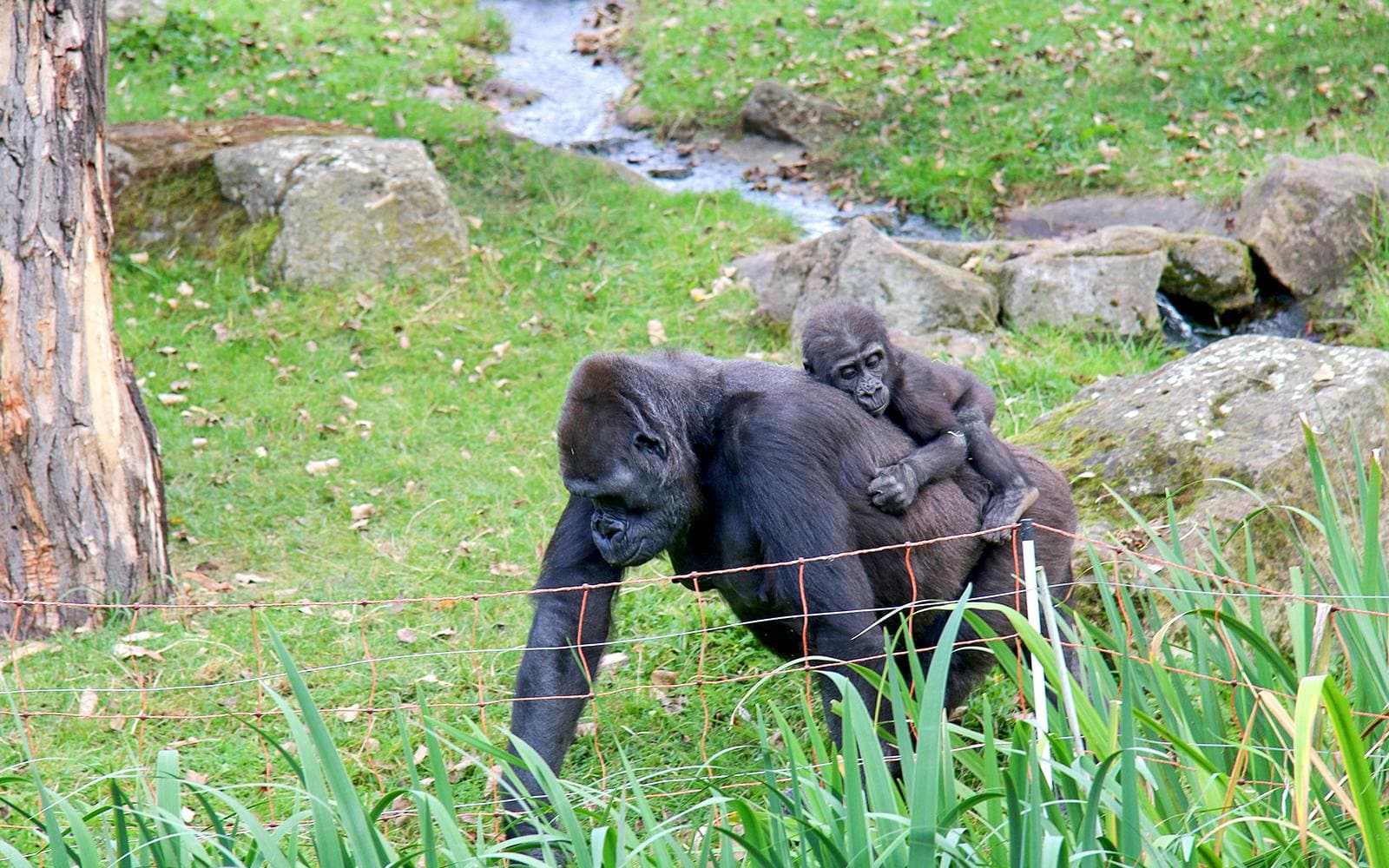 Biglietti per lo zoo di Praga - image 2