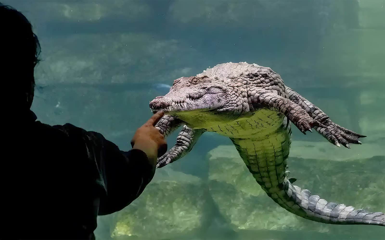 Billets pour le parc aux crocodiles de Dubaï