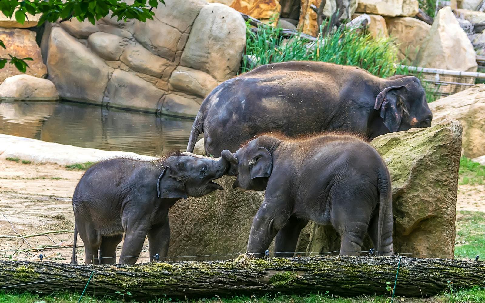 Biglietti per lo zoo di Praga - image 5