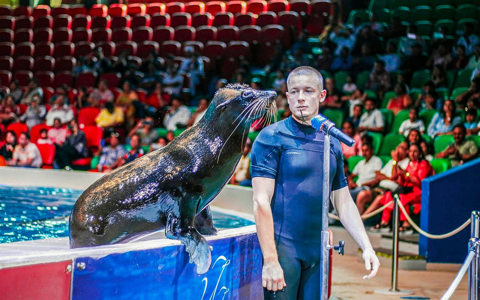 Dubai Dolphinarium: Tickets für die Delfin- und Robbenshow - image 2