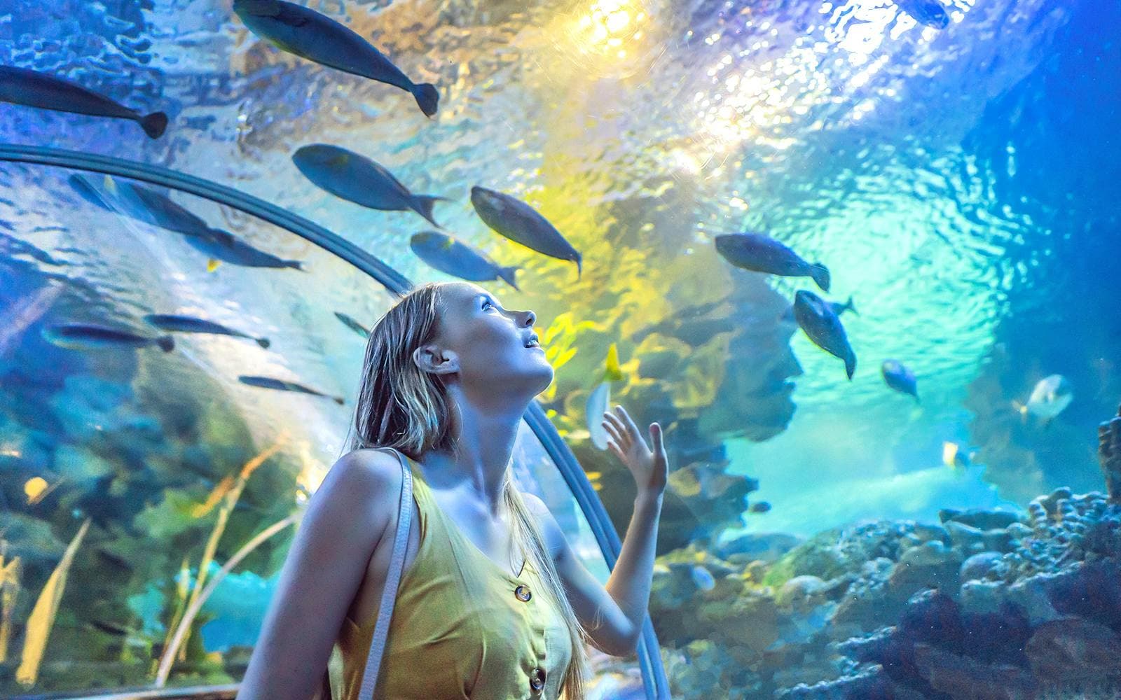 Billets pour l'Aquarium et le zoo sous-marin de Dubaï avec la Baie des pingouins - image 4