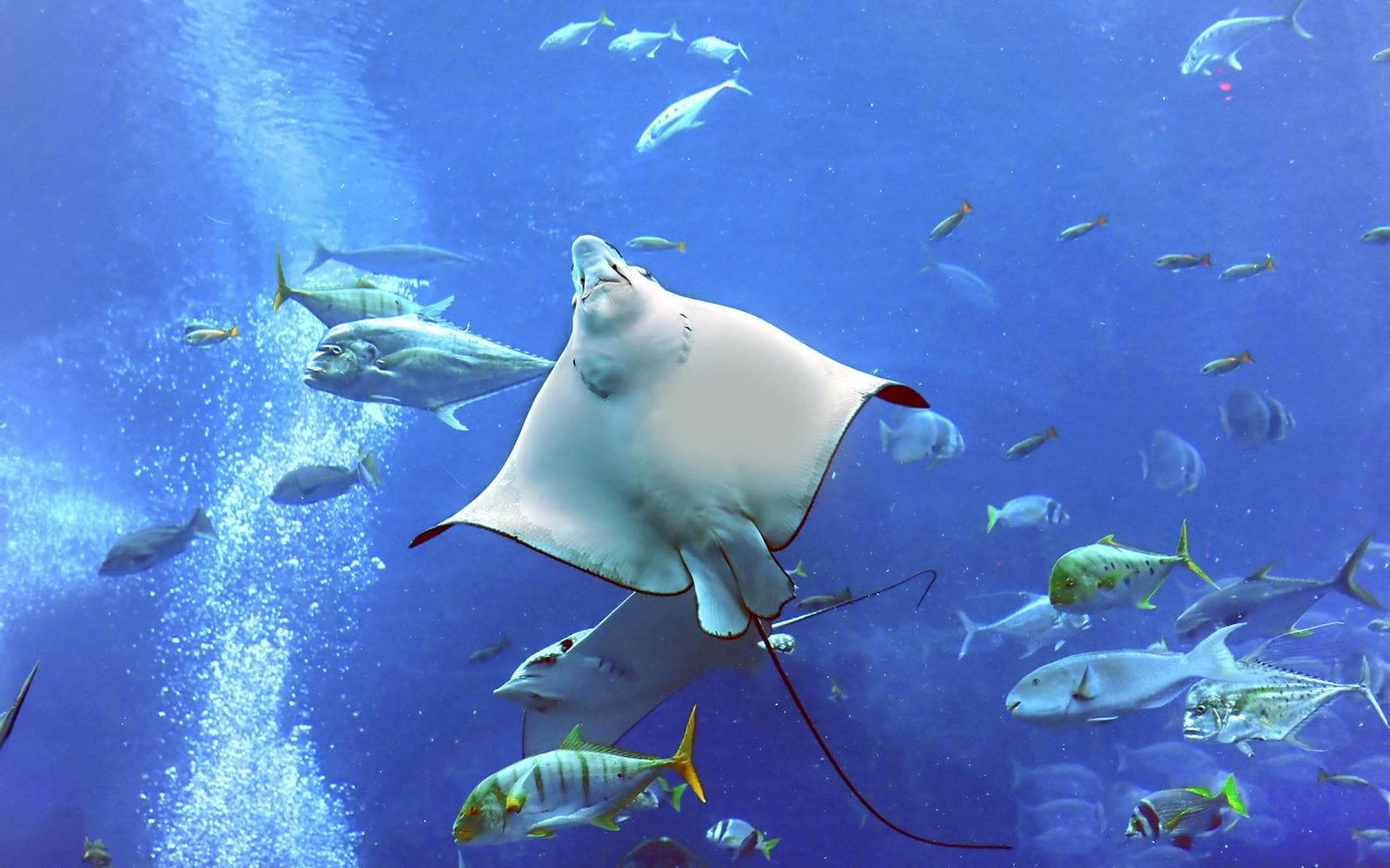 Billets pour l'Aquarium et le zoo sous-marin de Dubaï avec la Baie des pingouins - image 2