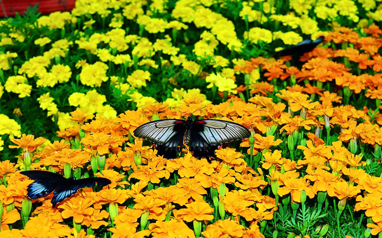 Entradas Skip-the-Line para el Jardín de Mariposas de Dubai - image 5
